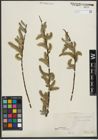 Foto von Salix purpurea L. x Salix viminalis L.